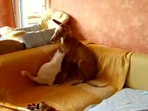 See video