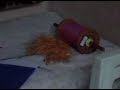 Makarsakranti Makarsakranti