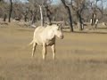 2007 palomino stallion for sale at Powder River Horses.