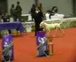 Special show of SKVPM - CAC 2008