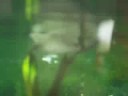 Monterey Bay Aquarium - Swimming bird