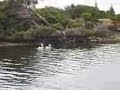 Lake Butler, Robe Sth Australia, Pelicans feeding off a shoal of fish for breakfast