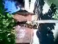 pit bull atton