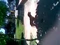pit bull atton