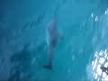 DOLPHINS