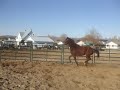 Hungarian Warmblood mare for sale