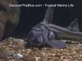 videos de Sharks | Tropical Marine Life DVD