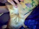 Tigger Tigger