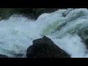 Kolibri-Flying-at-Nistowiak-Falls