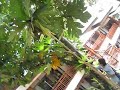 breadfruit