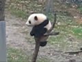 Tai Shan or BUTTERSTICK Tai Shan or BUTTERSTICK
