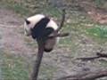 Tai Shan or BUTTERSTICK