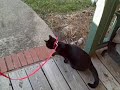 Starlett Belle