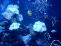 Aquario Dr Paulo montado, decorado e bem cuidado pela AQUA&VIDEO AQUARIOS & FILMES ORIGINAIS!!! 