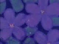 Youtube Poop: Spongebob and Plankton's Relationship