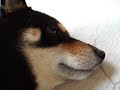 仲良くネンネ