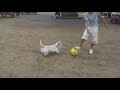 Scottie Tails Football