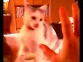 killercat 2 killercat 2