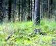 Itäsiperianlaika remu haukkuu hirveä