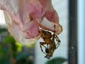 aranea diadema with yellowjacket Bay Area California aranea diadema with yellowjacket Bay Area California