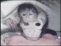 IN MEMORY OF CHICO ON DEATH ROW