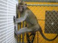 IN MEMORY OF CHICO ON DEATH ROW