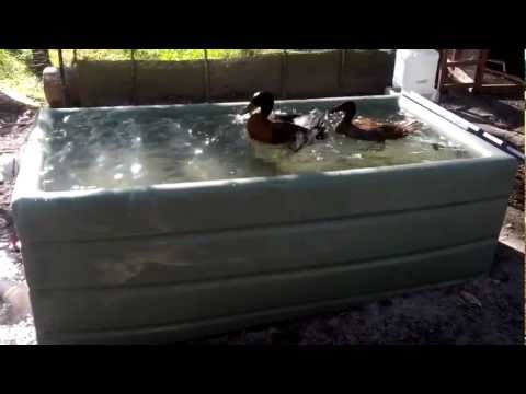 how to care for khaki campbell ducklings