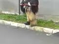 Kukeri v Meden Rudnik