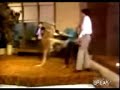 Cualcerdo - Canguro gay