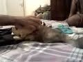 Kitten Fighting With a soft toy Kitten Fighting With a soft toy