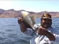 Baja with Green Tortoise Adventure Travel.mp4