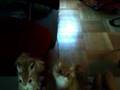 videos de la grange