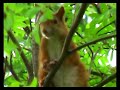 Tender Squirrels - Scoiattoli (Click on High Quality) Tender Squirrels - Scoiattoli (Click on High Quality)