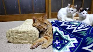 籐枕と茶トラ　Cat sleeps 2018#5