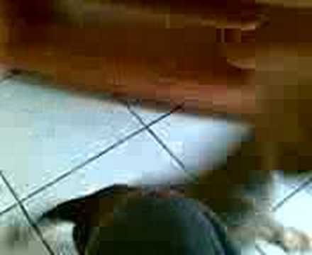 bull mastif