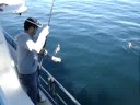 richard harvey battles with a giant blue cod