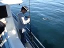 richard harvey battles with a giant blue cod