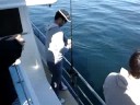 richard harvey battles with a giant blue cod
