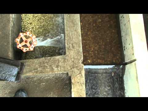 how to harvest coffee beans at home