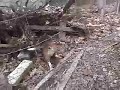 Beagle on the Hunt.