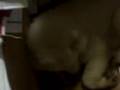 videos de Pipok