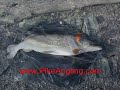 Pike Angling Gallery Pike Angling Gallery