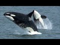 The Wildlife Faces of Global Warming: Alaska