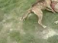 (KALIF) Amstaff VS (TAJSON) Amstaff