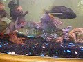 Geophagus Sp. Red Head Tapajos