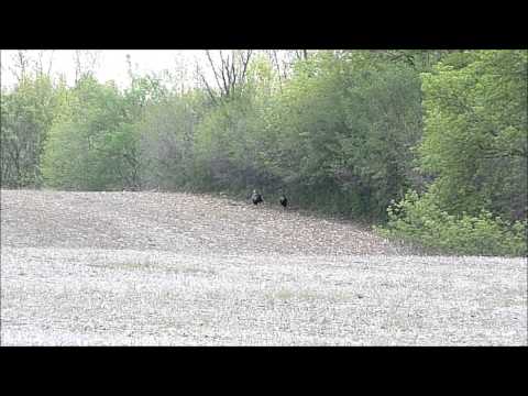 Spring Turkey Hunting 2013