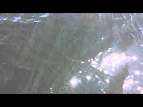 Great white shark St Andrews New Brunswick