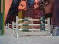 Herman The Show Jumping Gerbil