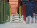 Herman The Show Jumping Gerbil