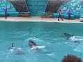 Dolphin Show SeaWorld 1